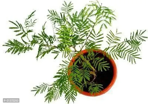 Shami Plant for Relaxing Living Spaces-thumb0