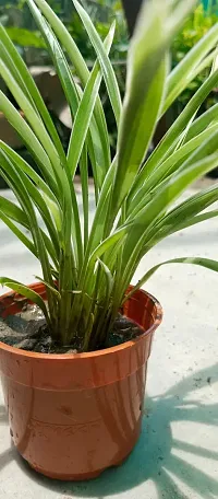 Spider Plant - Natural Air Purifier for Indoors-thumb2