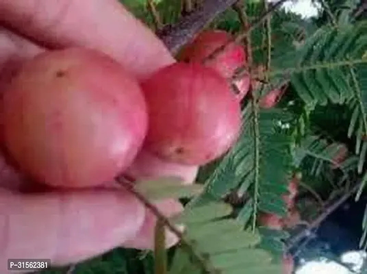 Fast-Growing Amla Plant - Quick Fruit Production-thumb0