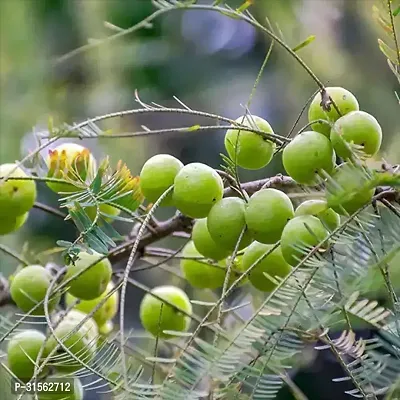 Indoor Gooseberry Tree - Amla for Homes-thumb0