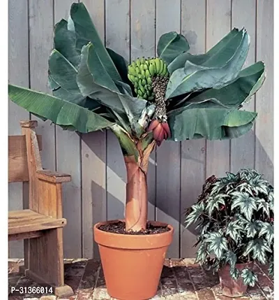 Edible Mini Banana Tree - Live Plant for Home Garden-thumb0