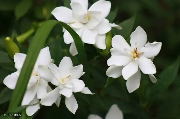 Jasmine Plant with Pot - Easy to Care For-thumb0