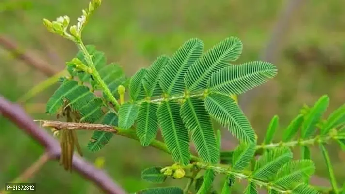 Prosopis Cineraria - Natures Gem