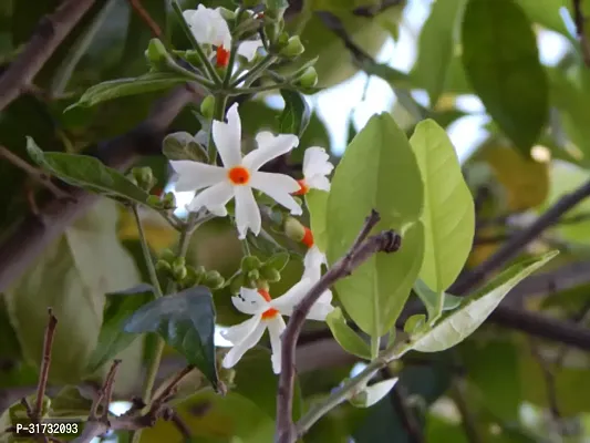 Blooming Jasmine Plant - Fresh  Healthy Live Plant-thumb0