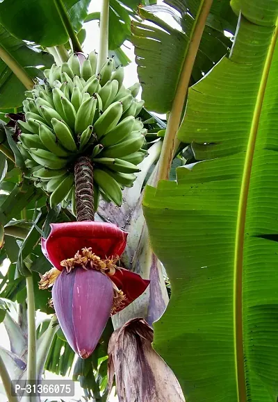 Mini Banana Tree - Perfect for Patios and Small Gardens-thumb0