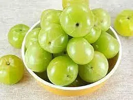 Healthy Amla Plant - Boosts Immunity-thumb1