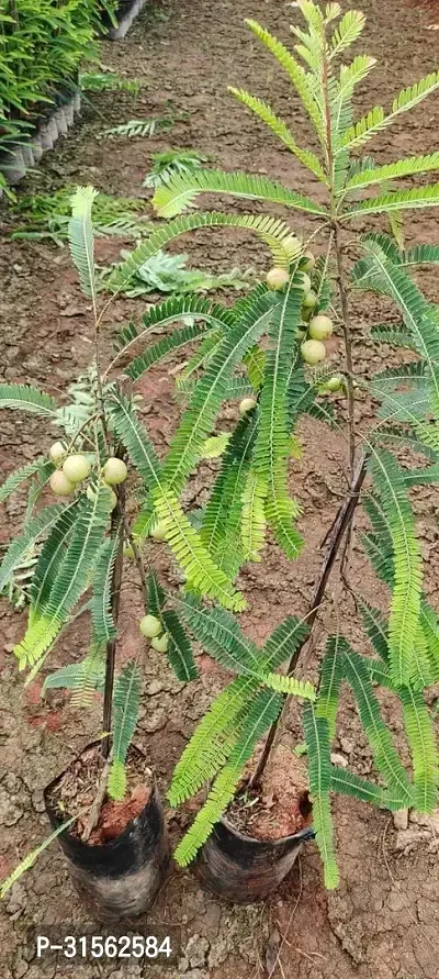 Amla Plant Sapling - Starter Pack-thumb0