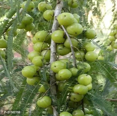 Potted Amla Plant - Perfect for Patios-thumb0