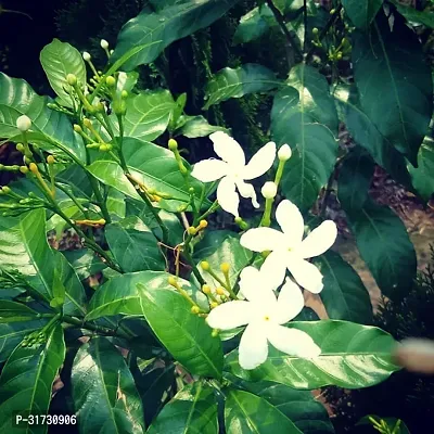 Jasmine Plant - A Natural Air Purifier-thumb0