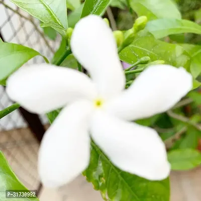 Live Jasmine Plant - Adds Beauty and Fragrance-thumb0