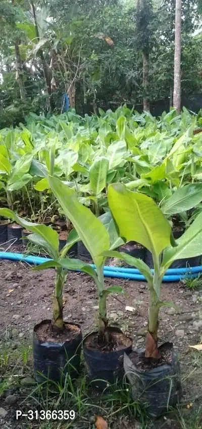 Edible Musa Banana Tree - Live Plant for Gardens-thumb0