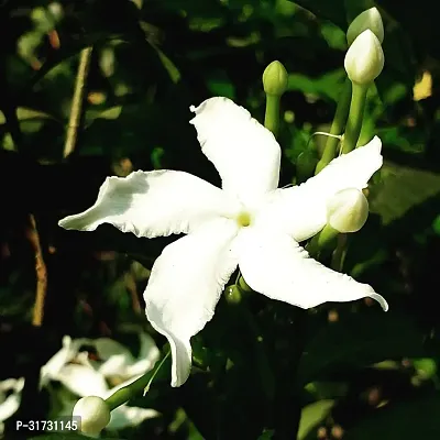 Fragrant Jasmine Plant - Ideal for Gifting-thumb0