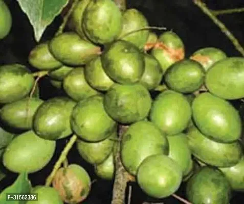 Medicinal Amla Plant - Natural Health Benefits-thumb0