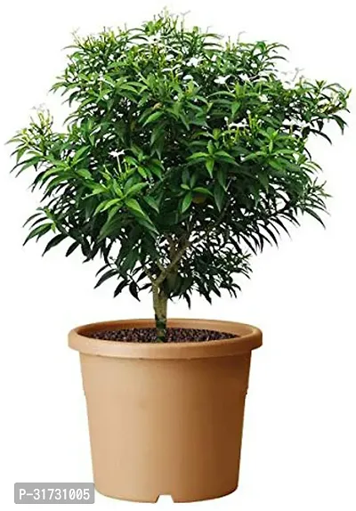 Jasmine Plant with Pot - Adds Beauty and Aroma-thumb0