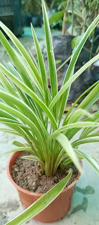 Chlorophytum comosum - Spider Plant in 4-Inch Pot-thumb1