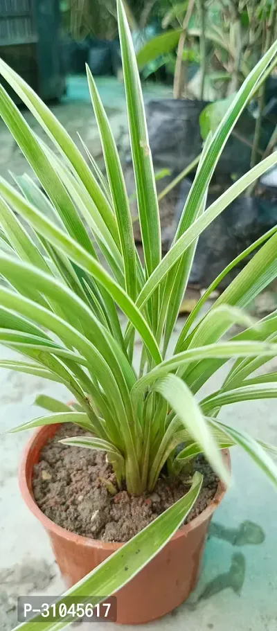 Chlorophytum comosum - Spider Plant in 4-Inch Pot-thumb2