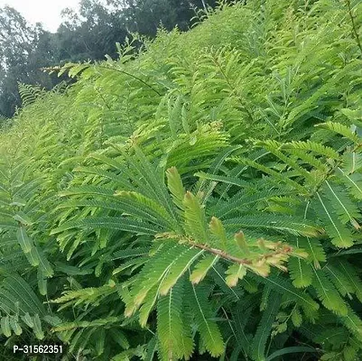 High-Yielding Amla Berry Plant - Heavy Cropper-thumb3