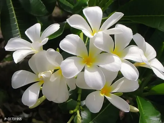 Jasmine Plant for Indoor Decor - Aromatic and Easy to Grow-thumb0