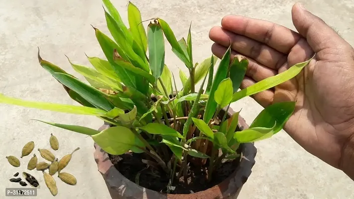 Elaichi Plant - Perfect for Home and Garden-thumb0