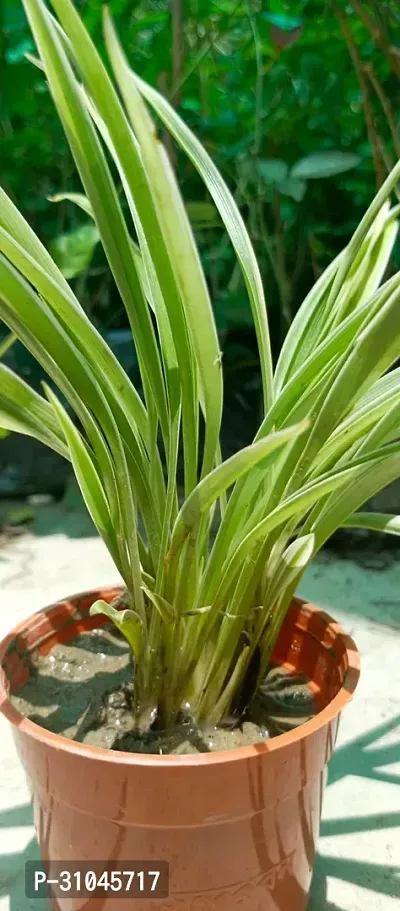 Spider Plant - Perfect Indoor Plant for Fresh Air-thumb4