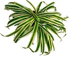 Healthy Spider Plant - Beautiful Indoor Decor-thumb1