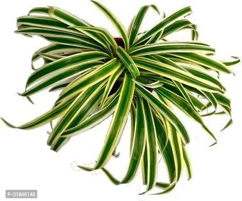 Healthy Spider Plant - Beautiful Indoor Decor-thumb2