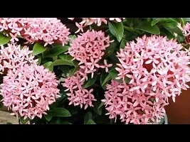 Versatile Jasmine Plant for Indoor and Outdoor Use-thumb1