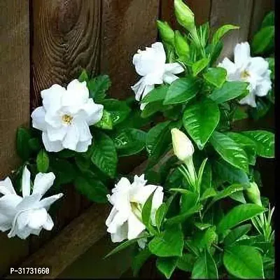 Perennial Jasmine Plant in Stylish Planter-thumb0