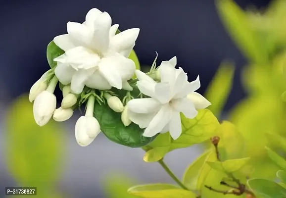 Premium Jasmine Plant with Flowers-thumb0