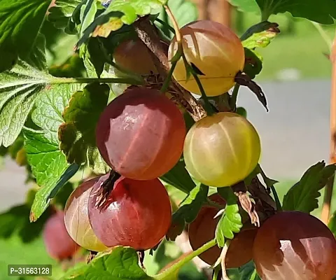 Hardy Amla Plant - Thrives in All Climates-thumb0