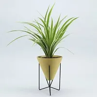 Healthy Spider Plant - Beautiful Indoor Decor-thumb1