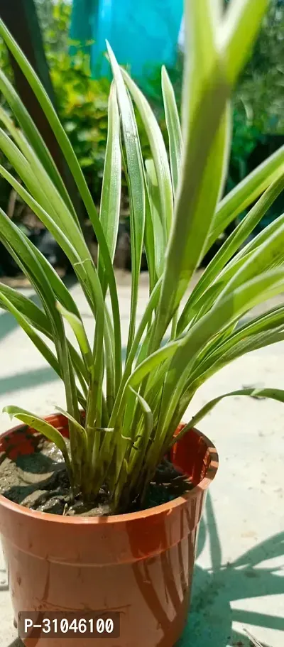 Spider Plant - Natural Air Purifier for Indoors-thumb3