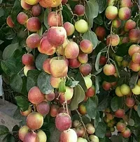 Hardy Ber Apple Tree - High Yield-thumb1