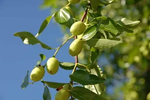 Early Maturing Ber Apple Tree-thumb1