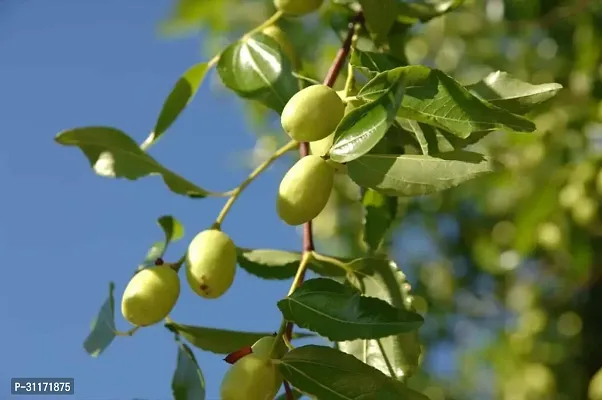 Early Maturing Ber Apple Tree-thumb2