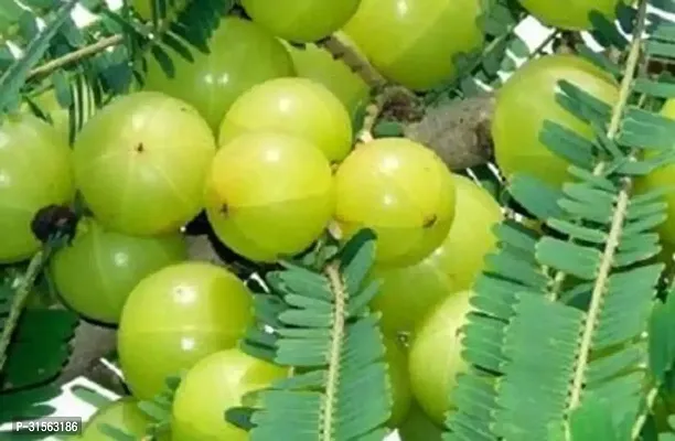 Hardy Amla Tree - Survives Harsh Winters-thumb0