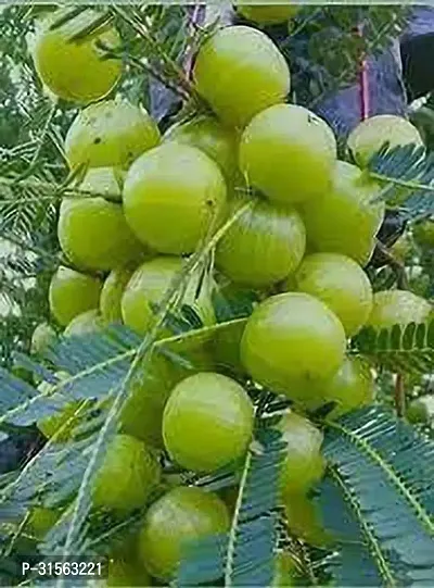 Fresh Amla Sapling - Ready to Grow-thumb0