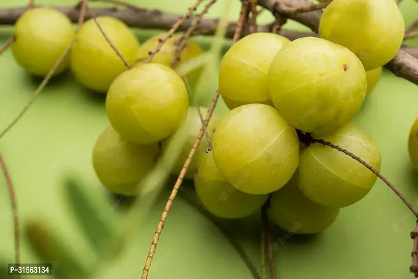 Fruit-Bearing Amla Plant - Ready to Plant-thumb0