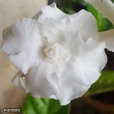 Multi-Purpose Jasmine Plant for Gardens-thumb0