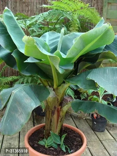 Dwarf Cavendish Banana Tree - Compact and Productive-thumb2