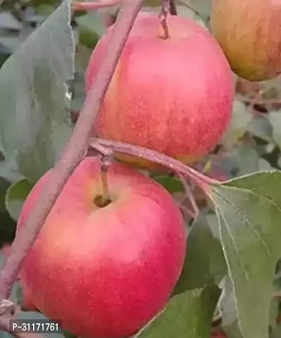 Fruiting Ber Apple Tree - Heavy Cropper-thumb2