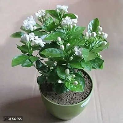 Healthy Jasmine Plant - Perfect for Any Room-thumb0