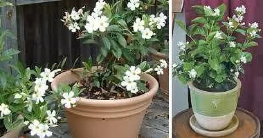 Evergreen Jasmine Plant - Year-Round Beauty for Your Garden-thumb1