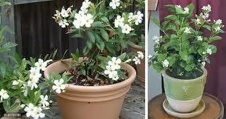 Evergreen Jasmine Plant - Year-Round Beauty for Your Garden-thumb2