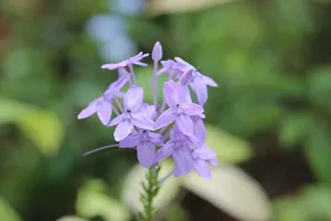 Sweet-Scented Jasmine Plant in Decorative Pot-thumb1