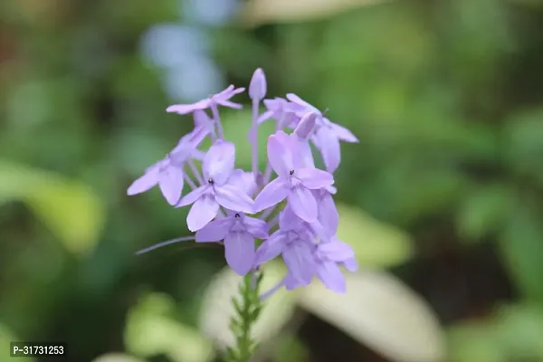 Sweet-Scented Jasmine Plant in Decorative Pot-thumb2