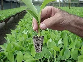 Dwarf Tropical Banana Plant - Great for Indoor Spaces-thumb1