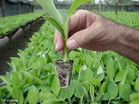 Dwarf Tropical Banana Plant - Great for Indoor Spaces-thumb2