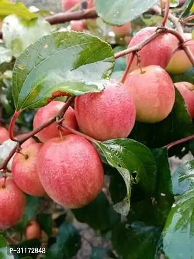 Early Bearing Ber Apple Tree-thumb0