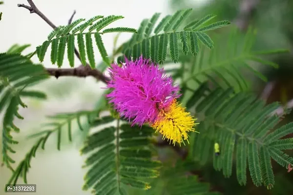 Shami Plant in a Trendy Container-thumb0